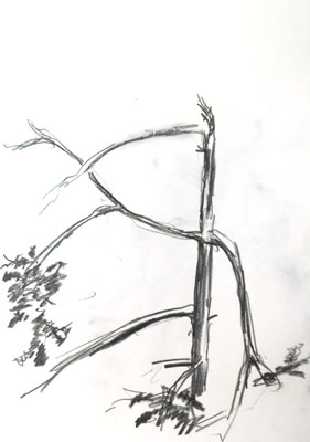 sk_05-08-15wald-5-netz