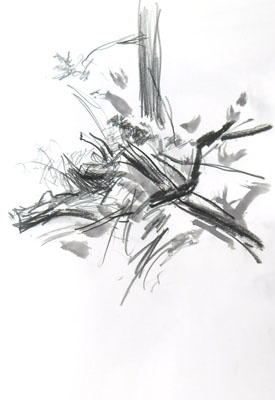 sk_05-08-15wald-6-netz